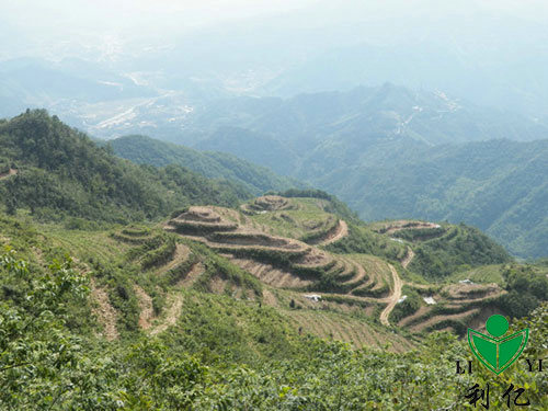 茶园风光13