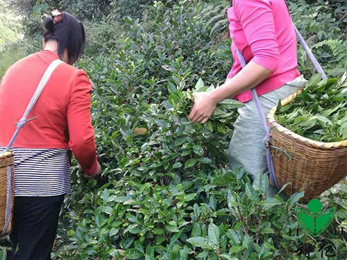 茶园风光2
