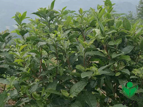 茶园风光4