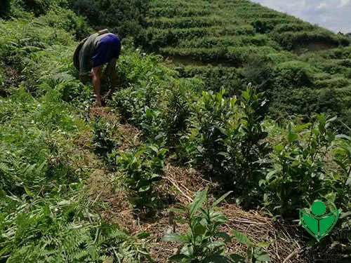 茶园风光5