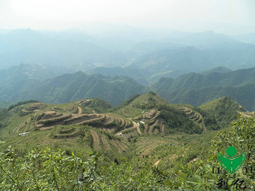 茶园风光7
