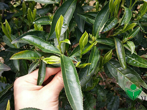 茶园风光8